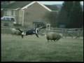 Ultimate Kiwis Rugby Training