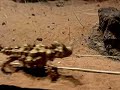 Thorny Devil