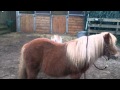Hond springt over paard!