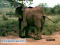 African elephants (Loxodonta...