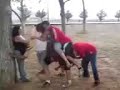 CHINCHI LAGUA 3