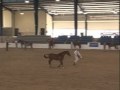 HG Esquire+ Sires TWO Reserve National Champions