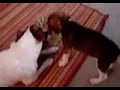 Bovie and Ripley tug-o-war