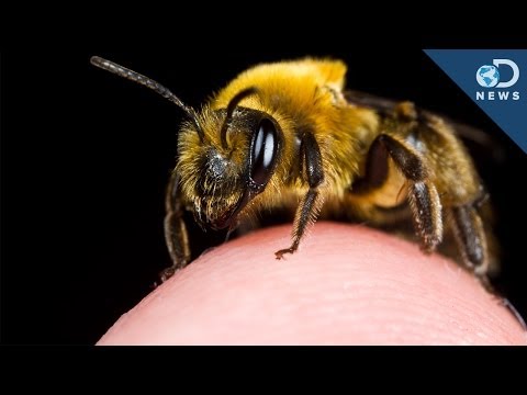 how to relieve bee sting