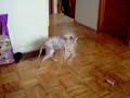 My Crazy Hairless Cat
