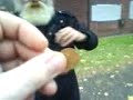Pied Piper of Loughborough