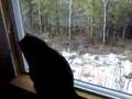 Cat enjoying life looking out the window