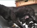 Silas 3 weken oud Silas 3 weken oud