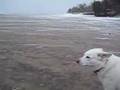 Nova Scotia beach winter mink