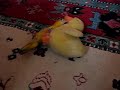 Freckles the Parrot Fighting The Duck chick fight