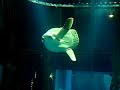 Sunfish