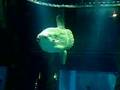 Sunfish