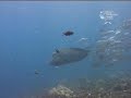Diving Indo Part 2