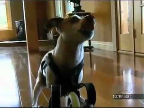 This dog's name is