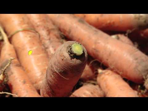 Uvunaji wa Karoti (Post Harvest Management of Carrots)