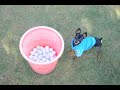 Prague Ratter Bobby playing golf / Prazsky Krysarik Bobby hraje golf Prague Ratter Bobby playing golf / Prazsky Krysarik Bobby hraje golf