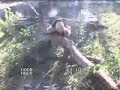 Tai Shan and Mei Xiang Playing --Thursday, October 12,2006