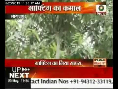 एक पेड़ पर सत्रह स्वाद