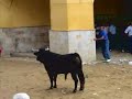 Villalpando Peña Matadero