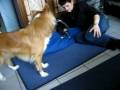 videos de lucky en rex