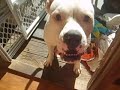 Casidy the American Bulldog-brat attack
