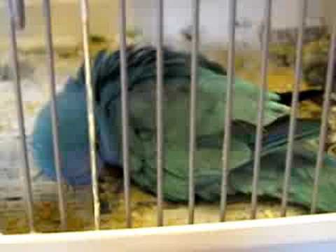 卵が増えて抱卵に苦戦するオキナインコ