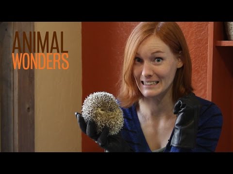 how to take care of a hedgehog