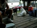 A Tail of One Doggie 3