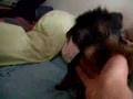 chiot-yorkshire-terr