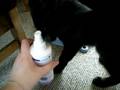 videos de Tilly plus Catnip Spray Part 3