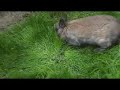 Rabbit collecting grass for baby bunny