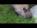 Rabbit-collecting-gr