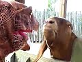 trumpet the complimentary dino pup in for the love of goat