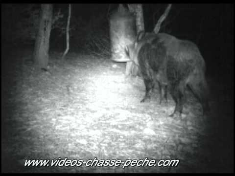 sanglier