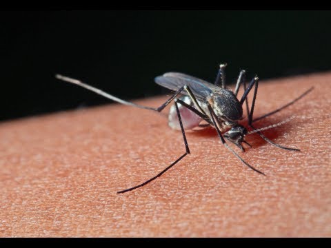 how to avoid mosquito bites