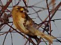 Lesser Redpoll 5.12.9.mp4