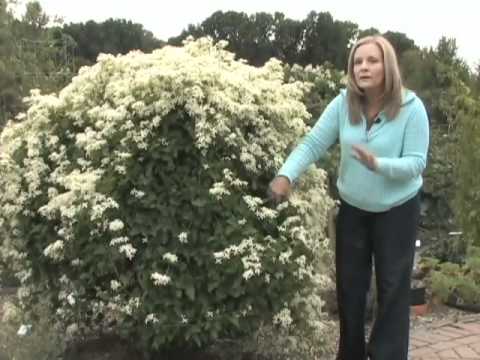 how to transplant sweet autumn clematis