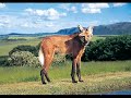 Minas Gerais!!! Minas Gerais!!!