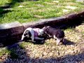 Cute Pot Bellied Pig and Dog playing