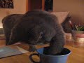 Shiva beim Milch-Angeln Shiva beim Milch-Angeln
