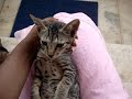 Me playing wid kitten- Wooble