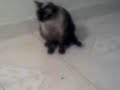 A Batalha Final - Gato VS Inseto A Batalha Final - Gato VS Inseto