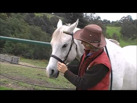 how to fit lg bridle