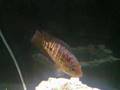 Red Tiger - Motaguense