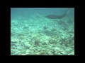 Manta Madness Komandoo