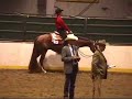 Romeo Pine Chex - WP Gelding For Sale