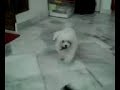 Cheddie 02
