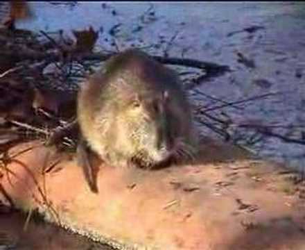 Nutria - Ragondins - Biberratten