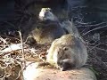 Nutria - Ragondins - Biberratten