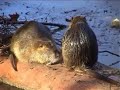 Nutria - Ragondins - Biberratten